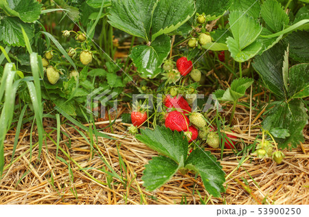 Strawberries, ripe and unripe, with leaves and 53900250