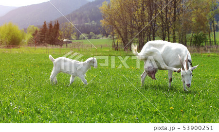 Female goat scratching her head, with baby goat 53900251