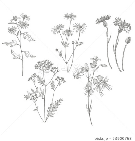 Collection of hand drawn flowers and herbs. Botanical plant illustration. Vintage medicinal herbs 53900768