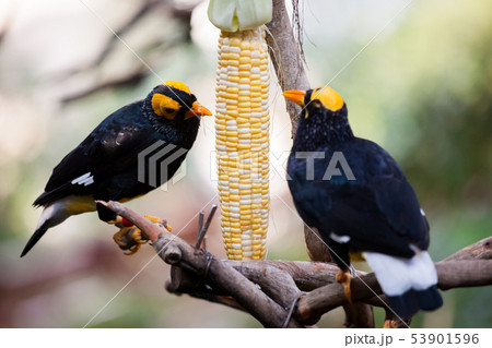 Yellow faced myna eating corn cob at aviary Yellow faced myna eating corn cob at aviary 53901596