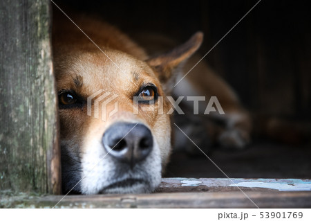 Sad view of a lonely red dog lying in the kennel - an old wooden house Sad view of a lonely red dog lying in the kennel - an old wooden house 53901769