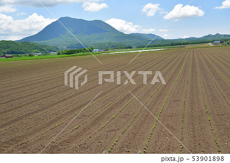 初夏の北海道京極町で芽が出たばかりの大豆畑の風景を撮影 初夏の北海道京極町で芽が出たばかりの大豆畑の風景を撮影 53901898