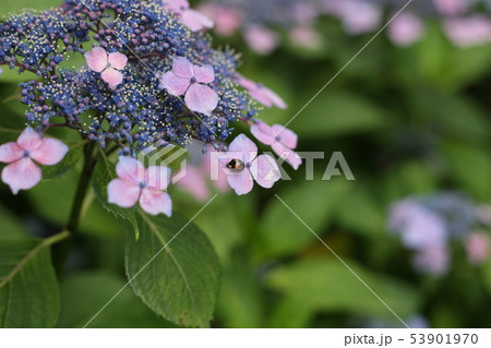紫陽花 53901970
