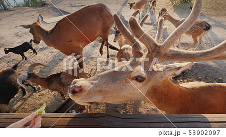 The man feeds a cute deer, behind you can see small deer and other animals The man feeds a cute deer, behind you can see small deer and other animals 53902097