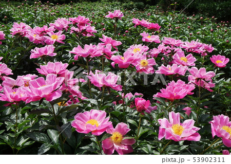シャクヤク  Paeonia lactiflora 53902311