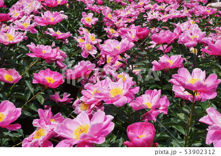 シャクヤク  Paeonia lactiflora 53902312