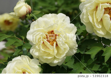 ボタン Peony ボタン Peony 53902318