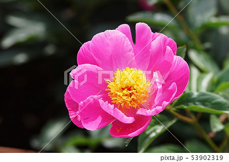 シャクヤク  Paeonia lactiflora 53902319