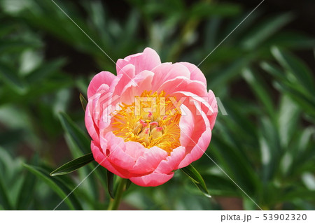 シャクヤク  Paeonia lactiflora 53902320