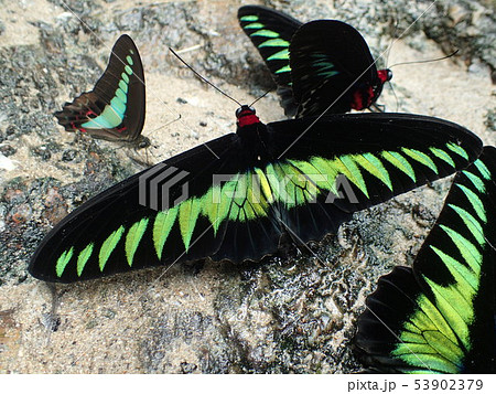 アカエリトリバネアゲハ 生態写真 マレーシア Trogonoptera brookiana 