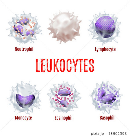 White Blood Cells in Realistic Style White Blood Cells in Realistic Style 53902598
