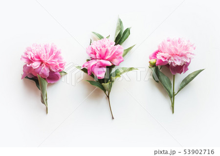 Set of pink peony flowers on white. 53902716