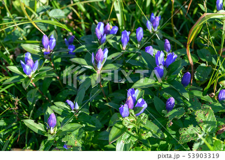 エゾオヤマリンドウ エゾオヤマリンドウ 53903319