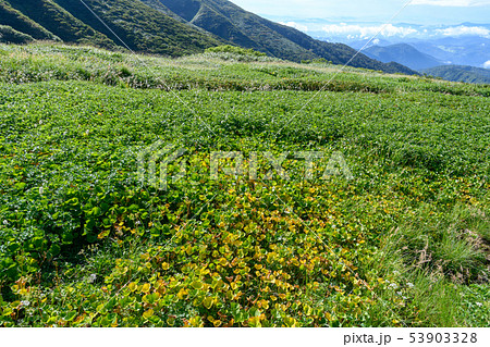 色づき始めたイワイチョウの葉 色づき始めたイワイチョウの葉 53903328