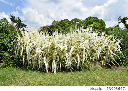 フイリダンチク 53903667