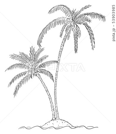 Vector Cartoon Drawing of Two Palm Trees on... - Stock Illustration  [53903985] - PIXTA