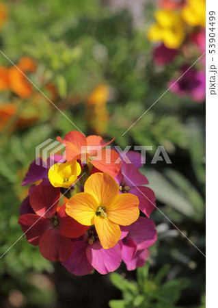 エリシマムの花 53904499