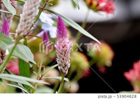 三鷹中原に咲くピンクのノゲイトウ 53904628