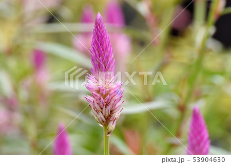 三鷹中原に咲くピンクのノゲイトウ 三鷹中原に咲くピンクのノゲイトウ 53904630