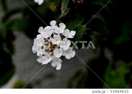 三鷹中原に咲く白いランタナ（シチヘンゲ） 53904633