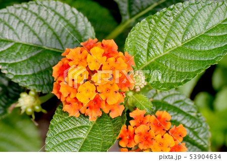 三鷹中原に咲くオレンジ色のランタナ(シチヘンゲ) 三鷹中原に咲くオレンジ色のランタナ(シチヘンゲ) 53904634