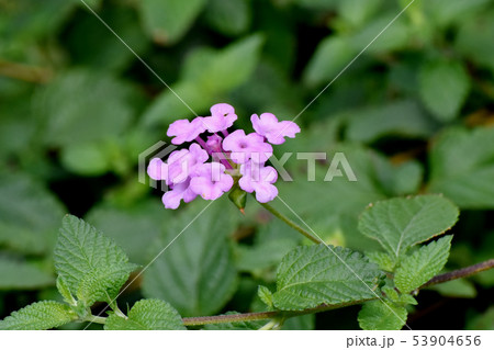 三鷹中原に咲くピンクのランタナ（シチヘンゲ） 53904656