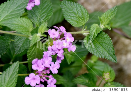 三鷹中原に咲くピンクのランタナ(シチヘンゲ) 三鷹中原に咲くピンクのランタナ(シチヘンゲ) 53904658