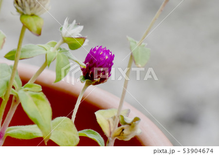 三鷹中原に咲く赤いセンニチコウ(千日紅) 三鷹中原に咲く赤いセンニチコウ(千日紅) 53904674