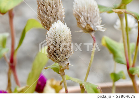 三鷹中原に咲く白いセンニチコウ（千日紅） 53904678