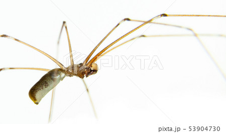 Macro spiders and other insects. 53904730