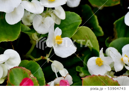 三鷹中原に咲く白いベゴニア 53904743
