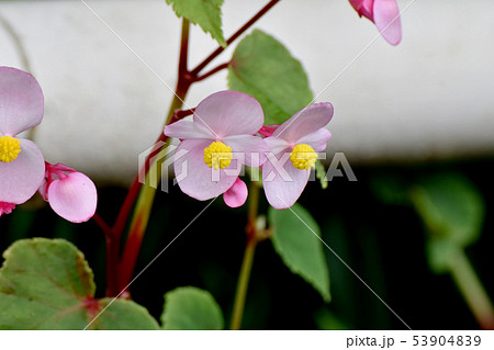 三鷹中原に咲くピンクのベゴニア 53904839