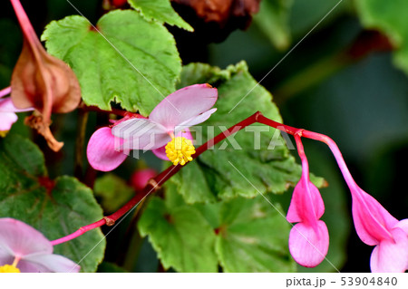 三鷹中原に咲くピンクのベゴニア 53904840