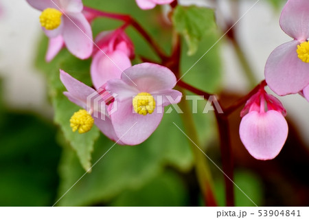 三鷹中原に咲くピンクのベゴニア 53904841