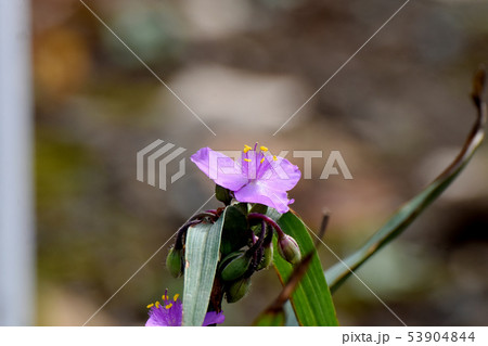 三鷹中原に咲く紫色のムラサキツユクサ 53904844