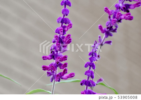 三鷹中原に咲く紫色のアメジストセージ 53905008