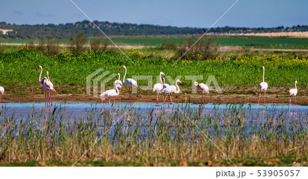 Greater Flamingos in wetlands of Campillos lagoons in Malaga. Spain. Greater Flamingos in wetlands of Campillos lagoons in Malaga. Spain. 53905057