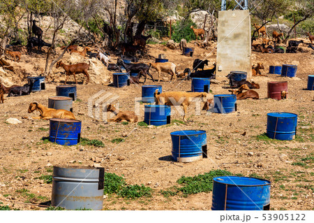 Goats near Algodonales in province Cadiz, Andalusia, Spain 53905122
