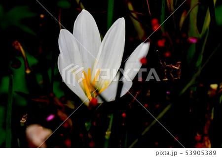 三鷹中原に咲く白いタマスダレ 53905389