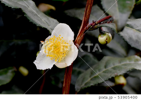 三鷹中原に咲く白いチャノキの花 53905400