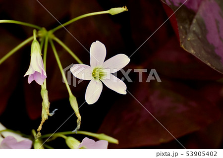 三鷹中原に咲くピンクのオキザリス 53905402