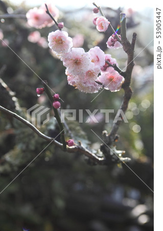 神応寺の梅の花 神応寺の梅の花 53905447