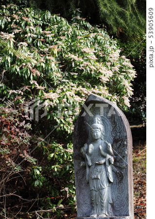 神応寺の石仏とアセビ 53905609