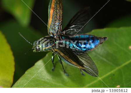 生き物　昆虫　アヤムネスジタマムシ、翅の下にはコバルトブルーの背中が隠されていました 53905612
