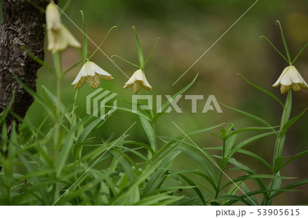 編み笠ユリ 編み笠ユリ 53905615