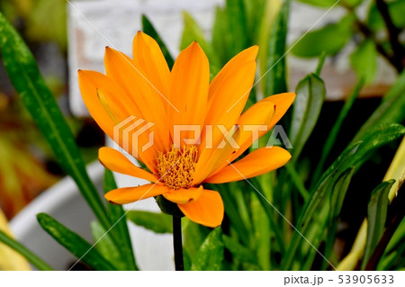 三鷹中原に咲くオレンジ色のガザニア 53905633