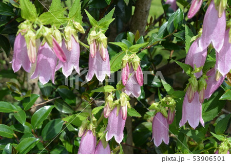 季節の花 ホタルブクロ ピンクの花 薄紫 可憐で丈夫 増える 家庭園芸 ガーデニングイメージ素材の写真素材