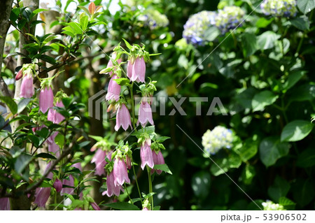 季節の花 ホタルブクロ ピンクの花 薄紫 可憐で丈夫 増える 家庭園芸 ガーデニングイメージ素材の写真素材