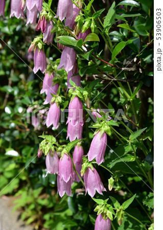 季節の花 ホタルブクロ ピンクの花 薄紫 可憐で丈夫 増える 家庭園芸 ガーデニングイメージ素材の写真素材