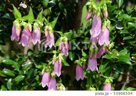季節の花 ホタルブクロ ピンクの花 薄紫 可憐で丈夫 増える 家庭園芸 ガーデニングイメージ素材の写真素材